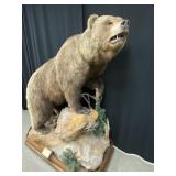 Full Bodied Taxidermy Russian Brown Bear