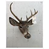 Taxidermy Whitetail Deer