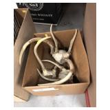 Whitetail Deer Antlers