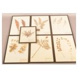 Seven "Flora of Pennsylvania" Dated Samples.