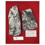 (2) St. Clair (PA) Fossil Forms