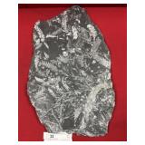 St. Clair (PA) Fossil Form