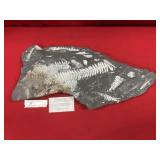 St. Clair (PA) Fossil Form