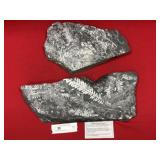 (2) St. Clair (PA) Fossil Forms