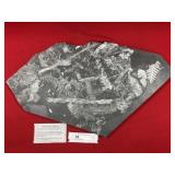 St. Clair (PA) Fossil Form