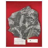 St. Clair (PA) Fossil Form