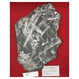 St. Clair (PA) Fossil Form