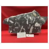 St. Clair (PA) Fossil Form