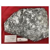 St. Clair (PA) Fossil Form