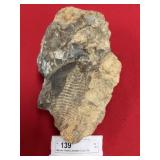 Wanneria Trilobite (Lancaster County, PA)