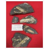 (5) St. Clair (PA) Fossil Fern Forms