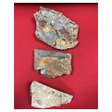 (3) Olenellus Trilobites