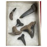 Fossil Sharks Teeth (Calvert Cliffs, MD)