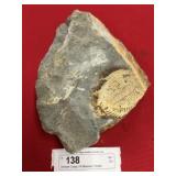 Lancaster County, PA Wanneria Trilobite