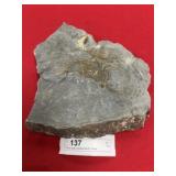 Partial Large Olenellus Moult Trilobite