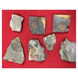 (7) Partial and Negative Olenellus Trilobites