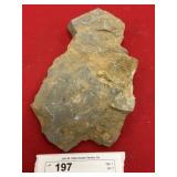 Partial Olenellus Trilobite