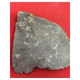 Greenops Trilobites (Perry County, PA)