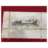 Fragmentation/Fracturing Fish Fossil