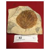 Davidia Fossil  Leaf (MT)