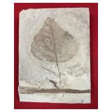 Fossil Poplar Leaf (UT)