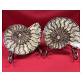 (2) Polished Fossil Ammonites