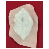Fossil Hickory Leaf