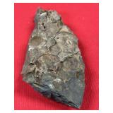 Perry County, PA Sea Floor Fossils