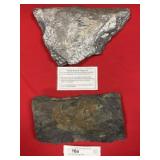 (2) St. Clair (PA) Fossil Forms