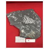 St. Clair (PA) Fossil Form