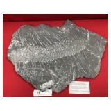 St. Clair (PA) Seed Pod Fossil Form