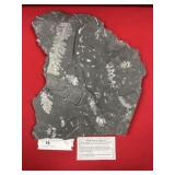 St. Clair (PA) Fossil Form