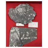(2) St. Clair (PA) Fossil Forms