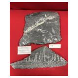 (2) St. Clair (PA) Fossil Forms