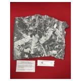 St. Clair (PA) Fossil Fern Form