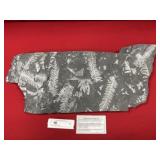 St. Clair (PA) Fossil Form