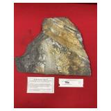 St. Clair (PA) Fossil Form