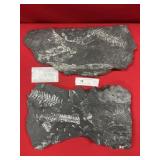 (2) St. Clair (PA) Fossil Forms