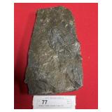 3/4" Olenellus Trilobite (Lancaster County, PA)