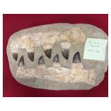 Mosasaur Jaw and Teeth Fossil