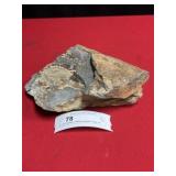 2-1/4" Olenellus Trilobite (Lancaster County, PA)