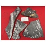 (4) St. Clair (PA) Fossil Forms