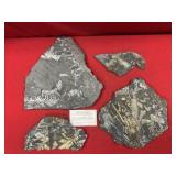 Selection of St. Clair (PA) Fossil Forms