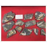 Selection of St. Clair (PA) Fossil Forms