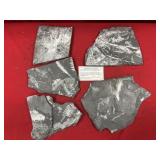 (5) St. Clair (PA) Fossil Forms