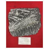 St. Clair (PA) Fossil Form