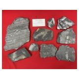 Selection of St. Clair (PA) Fossil Forms