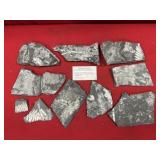 Selection of St. Clair (PA) Fossil Forms