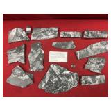 Selection of St. Clair (PA) Fossil Forms