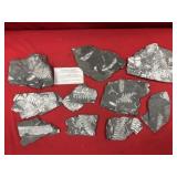 (4) St. Clair (PA) Fossil Forms